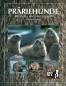 Preview: Präriehunde